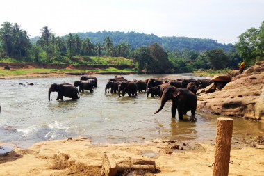 Sedem vecí, ktoré môžete robiť na Srí Lanke